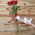 5 roses 1 meter - view 1