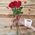 5 roses 1 meter - view 2
