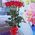 5 roses 1 meter - view 3