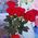 5 roses 1 meter - view 4
