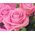 Small bouquet of 9 pink roses - view 5