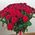 Bouquet from large roses - view 1