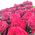 Bouquet from large roses - view 3