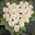 Flower arrangement in the form of a heart - view 1