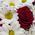 Flowers in the heart - view 2