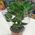 Money tree in a pot - view 1