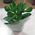 Money tree in a pot - view 2