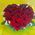 Composition of flowers heart - view 4