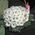 Composition in a basket of chrysanthemums - view 1