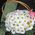 Composition in a basket of chrysanthemums - view 2
