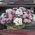 Basket of flowers for girls - view 2