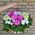 Basket of multi-colored chrysanthemums - view 3