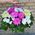 Basket of multi-colored chrysanthemums - view 4