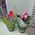 Red cyclamen - view 1
