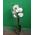 Phalaenopsis orchid in a pot - view 1
