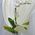Phalaenopsis orchid in a pot - view 2