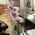 Phalaenopsis orchid in a pot - view 7