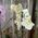 Phalaenopsis orchid in a pot - view 8