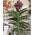 Wanda Orchid in Glass - view 2