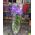 Wanda Orchid in Glass - view 3