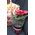 Poinsettia in a pot - view 1