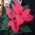 Poinsettia in a pot - view 2