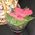 Poinsettia in a pot - view 3