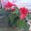 Poinsettia in a pot - view 4