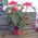Poinsettia in a pot - view 5