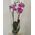 Pink orchid in a pot - view 1