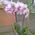 Pink orchid in a pot - view 11