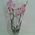 Pink orchid in a pot - view 15