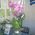 Pink orchid in a pot - view 16