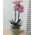 Pink orchid in a pot - view 17