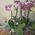 Pink orchid in a pot - view 18
