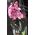Pink orchid in a pot - view 2