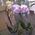 Pink orchid in a pot - view 20