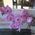 Pink orchid in a pot - view 23