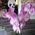 Pink orchid in a pot - view 24