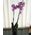 Pink orchid in a pot - view 3