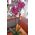 Pink orchid in a pot - view 4