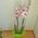 Pink orchid in a pot - view 7