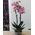 Pink orchid in a pot - view 9