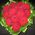 Popular Heart of roses - view 1