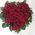 Heart of red roses - view 1
