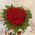 Heart of red roses - view 4