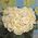 Heart from white roses - view 1