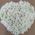 Heart of flowers chrysanthemums - view 4