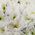 Heart of flowers chrysanthemums - view 5