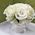 11 white roses in a box - view 1